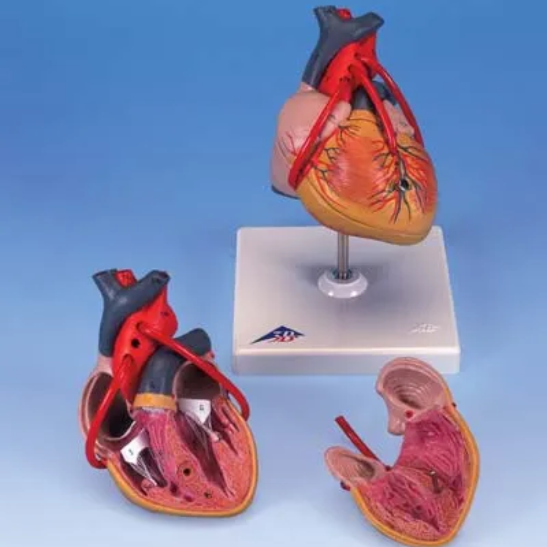 CORAZÓN TAMAÑO NATURAL 2 PARTES