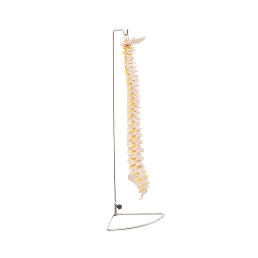 COLUMNA VERTEBRAL TAMAÑO NATURAL