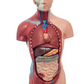 MINI TORSO DE 26CM EN 15 PARTES