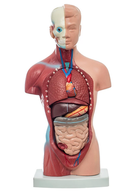 MINI TORSO DE 26CM EN 15 PARTES