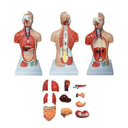 MINI TORSO DE 26CM EN 15 PARTES